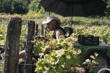 MARIA JULIA MARCHINI - MARIA MARCHINI